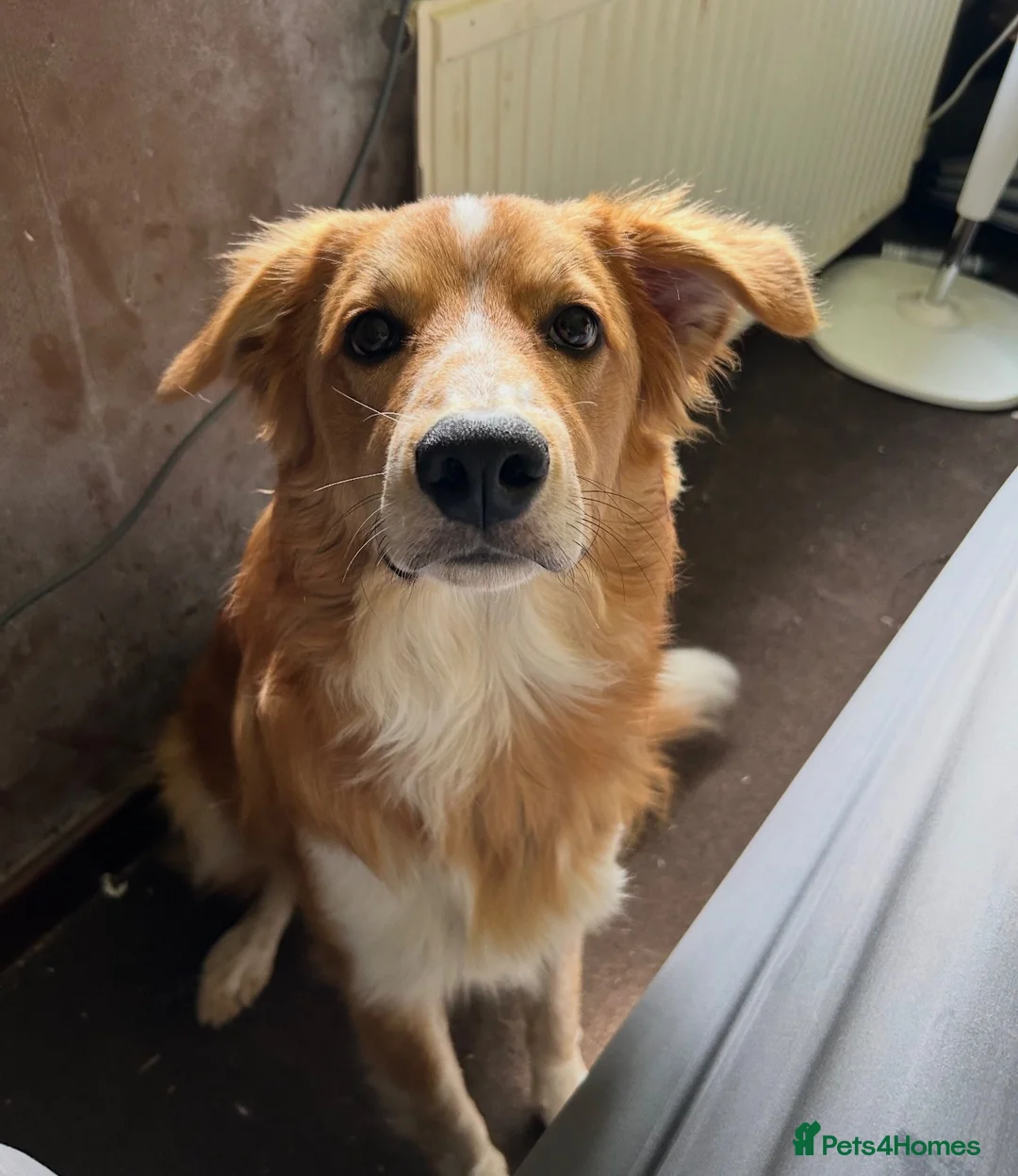 Mixed Breed dogs for sale: Border Collie x Welsh Sheep Dog for sale in Wrexham - Advert 2