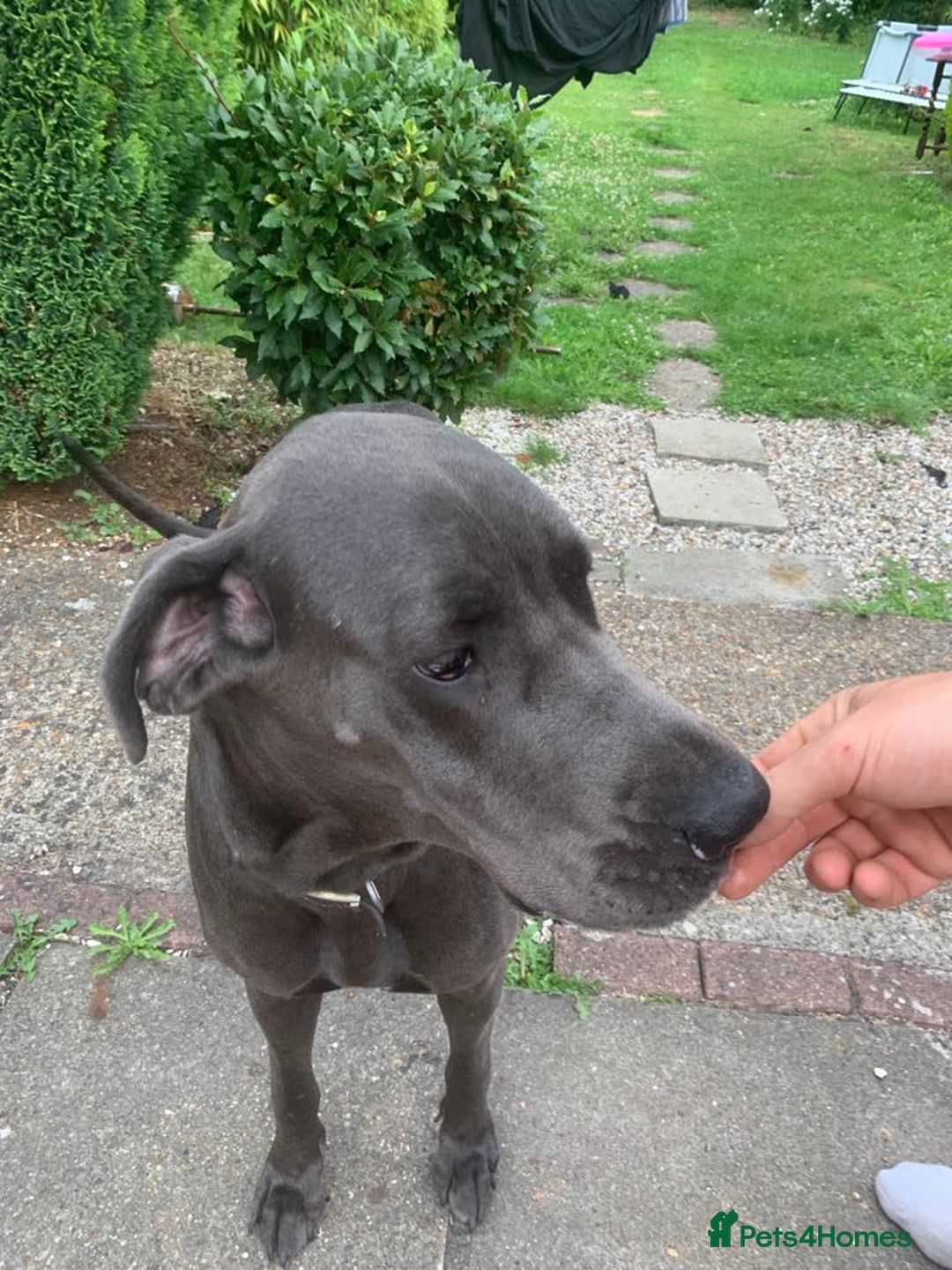 Great Dane dogs for sale: Great Dane Pup - Image 2