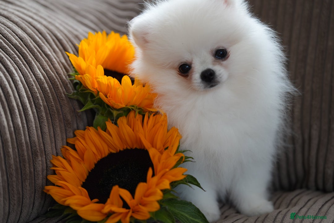Pomeranian dogs for sale: Baby white Poms  - Image 1