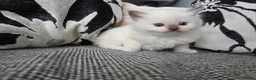 Ragdoll cats for sale: GCCF REGISTERED RAGDOLL KITTENS  - Advert 22