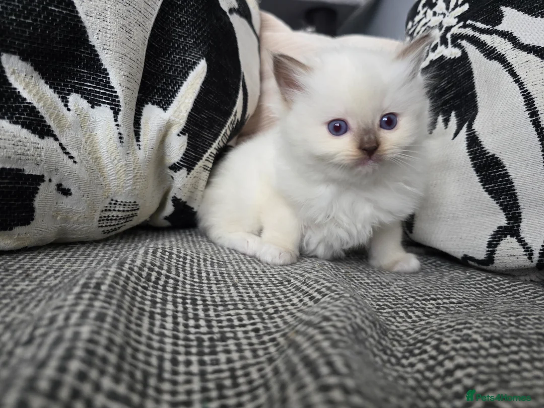 Ragdoll cats for sale: GCCF REGISTERED RAGDOLL KITTENS  - Advert 20