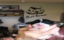 Cavapoo dogs for sale: Toy cavapoo WAITING LIST now open - Image 2