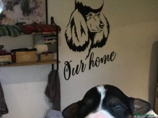 Cavapoo dogs - Advert 17