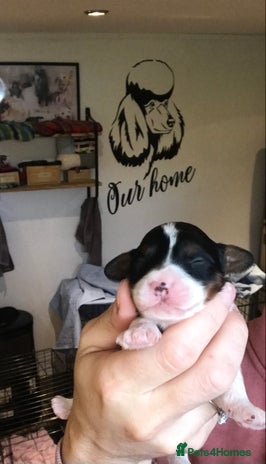 Cavapoo dogs - Advert 7