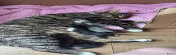 British Shorthair cats for sale: x2 kittens for sale - Advert 3