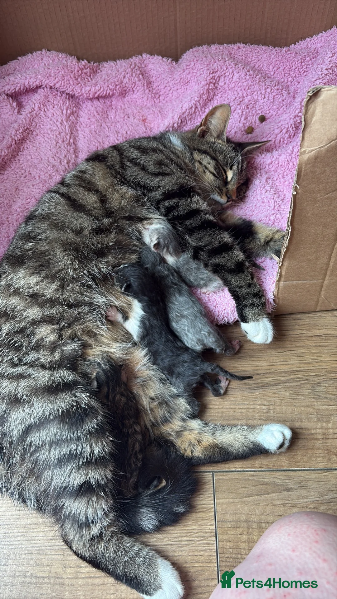 British Shorthair cats for sale: x2 kittens for sale - Advert 3