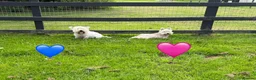 West Highland Terrier dogs for sale: KC adult Westies - Advert 4