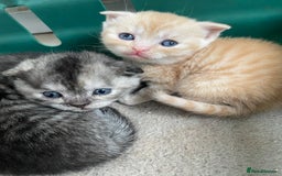 Scottish Fold cats for sale: Pedigree Scottish fold kittens for sale  - Image 1