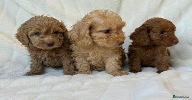 Cockapoo dogs ⭐️cockerpoo puppies⭐️ - Advert 11