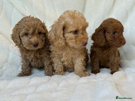 Cockapoo dogs ⭐️cockerpoo puppies⭐️ - Advert 11