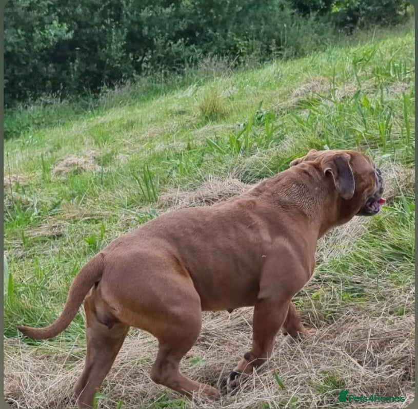 Olde English Bulldogge dogs Olde English bulldog 5 gen of health genetic clear - Advert 2