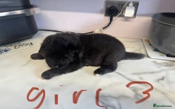 Akita dogs for sale: Bear face American akita puppy for sale  - Image 8