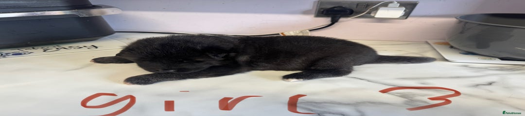 Akita Puppy 4