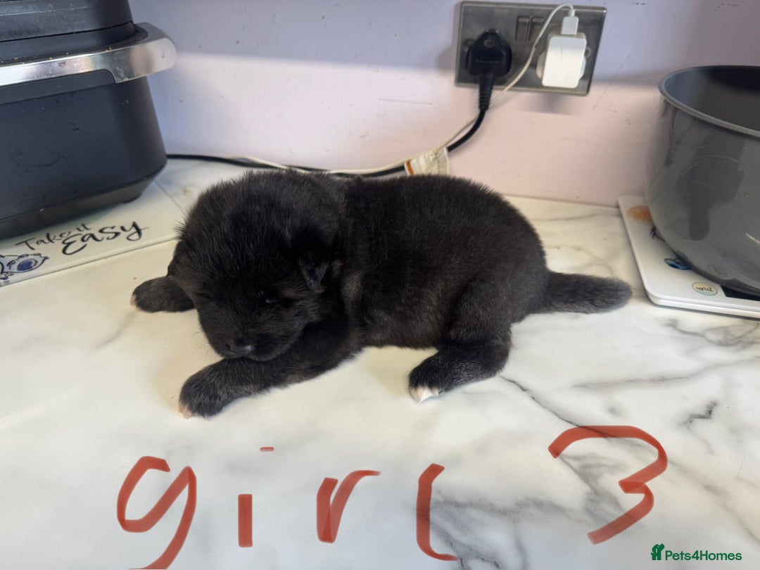 Akita dogs for sale: Bear face American akita puppy for sale  - Image 8