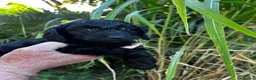 Cockapoo dogs for sale: Cockapoo .. Gorgeous jet black cockapoo puppies. - Advert 28