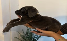 Cane Corso dogs for sale: 5 Towns Cane Corso pups,   - Image 9