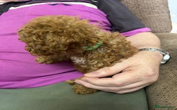 Toy Poodle dogs for sale: Red toy poodle - Image 18