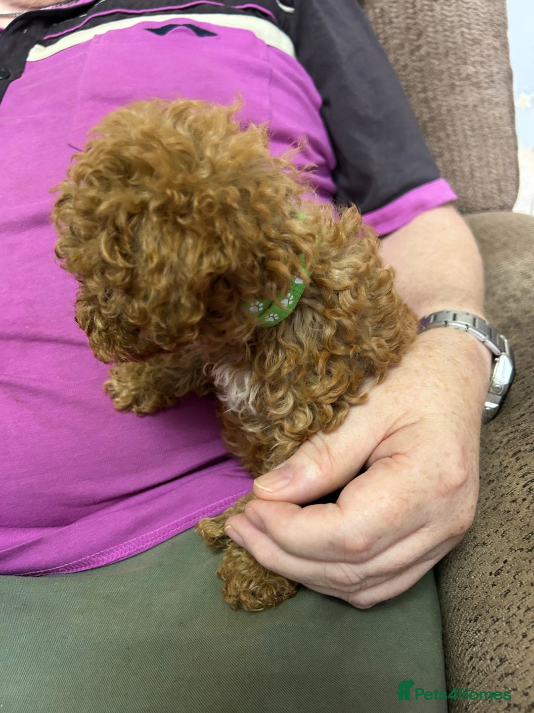 Toy Poodle dogs for sale: Red toy poodle - Image 18