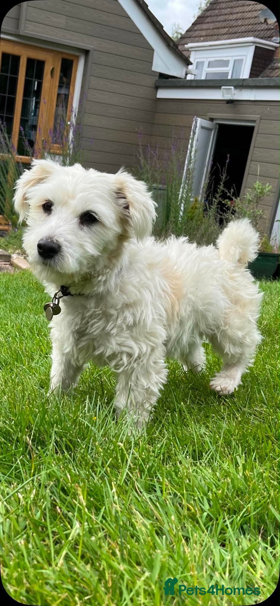 Mixed Breed dogs Leandro 💙 - Advert 1