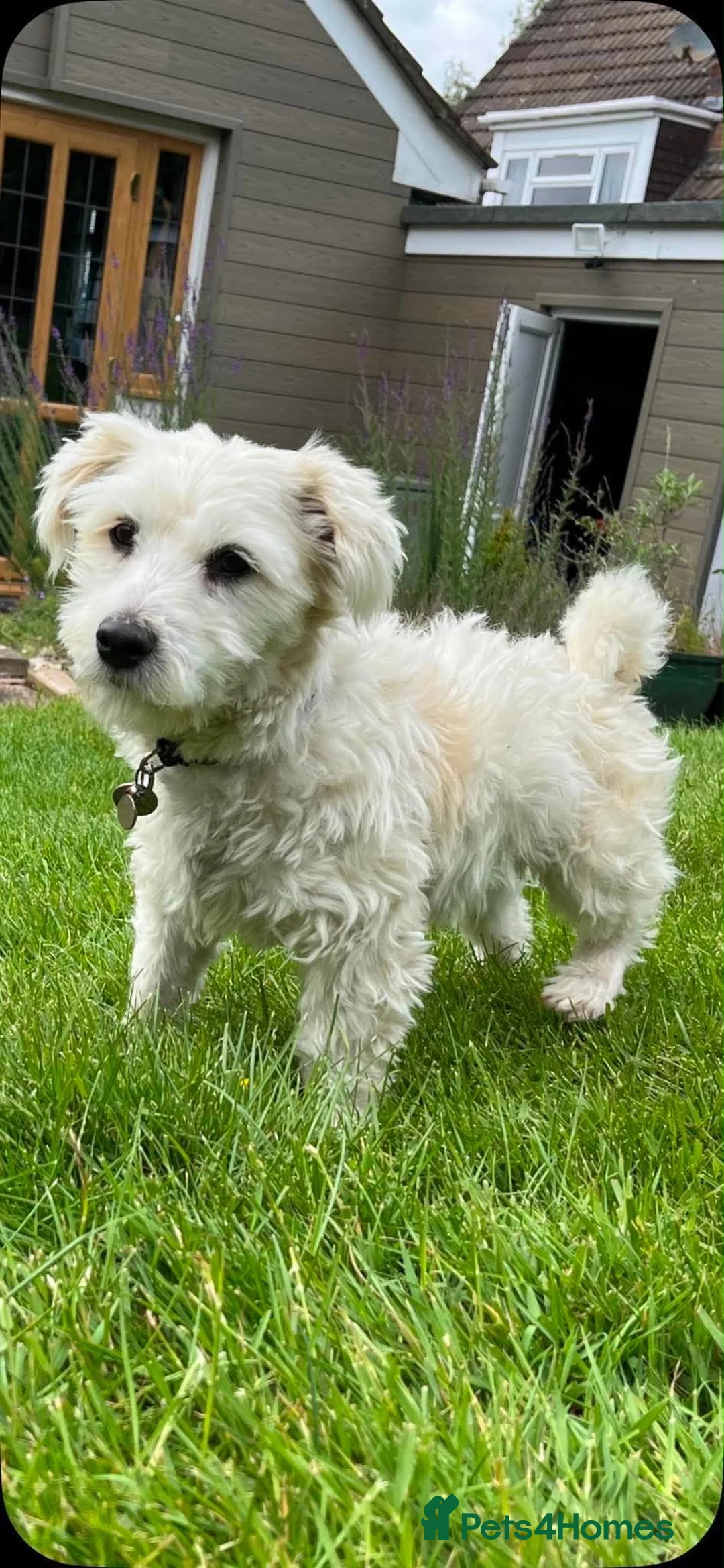 Mixed Breed dogs for adoption: Leandro 💙 in Market Harborough - Advert 1