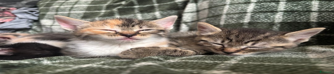Domestic Shorthair Kitten 4