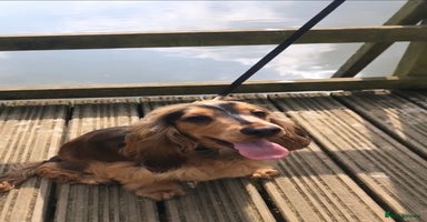 Cocker Spaniel dogs in Bishop's Stortford - Advert 16