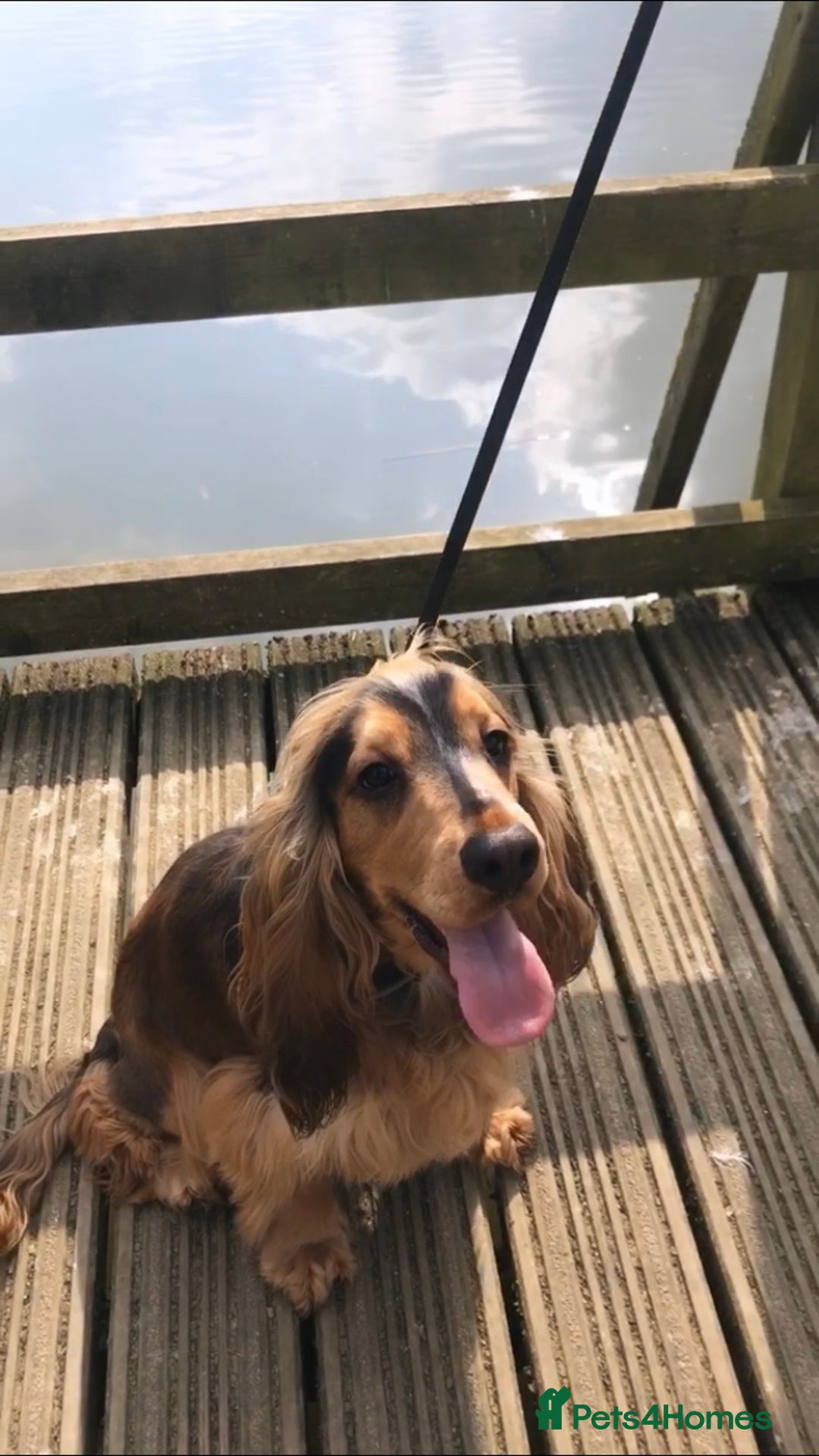 Cocker Spaniel dogs for stud: KC Reg SABLE HEALTH TESTED COCKER SPANIEL - STUD in Bishop's Stortford - Advert 3