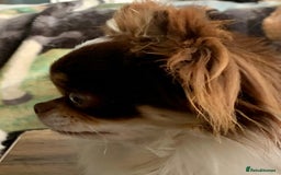 Chihuahua dogs for sale: READY TO GO!.   Last male Chihuahua puppy left - Image 16