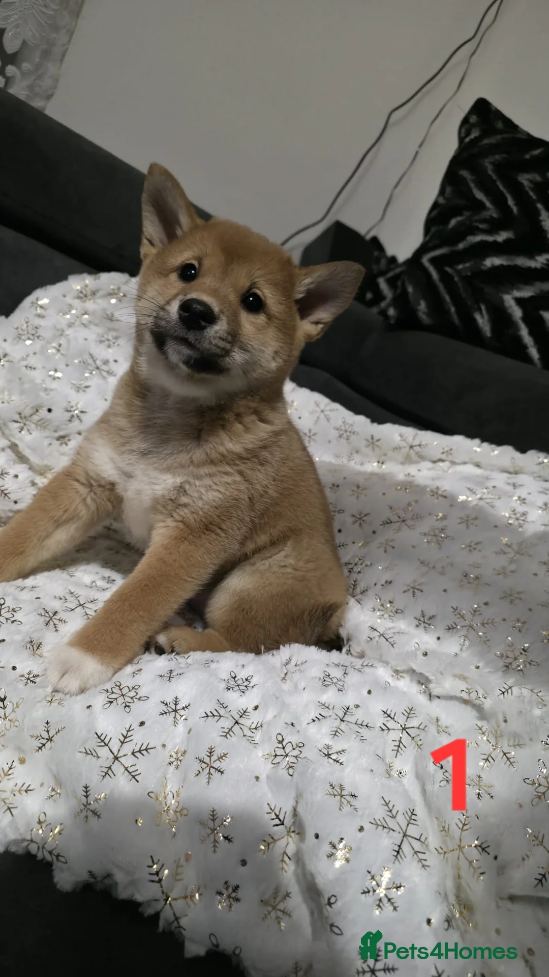Japanese Shiba Inu dogs for sale: Puppy Shiba inu female - Advert 10