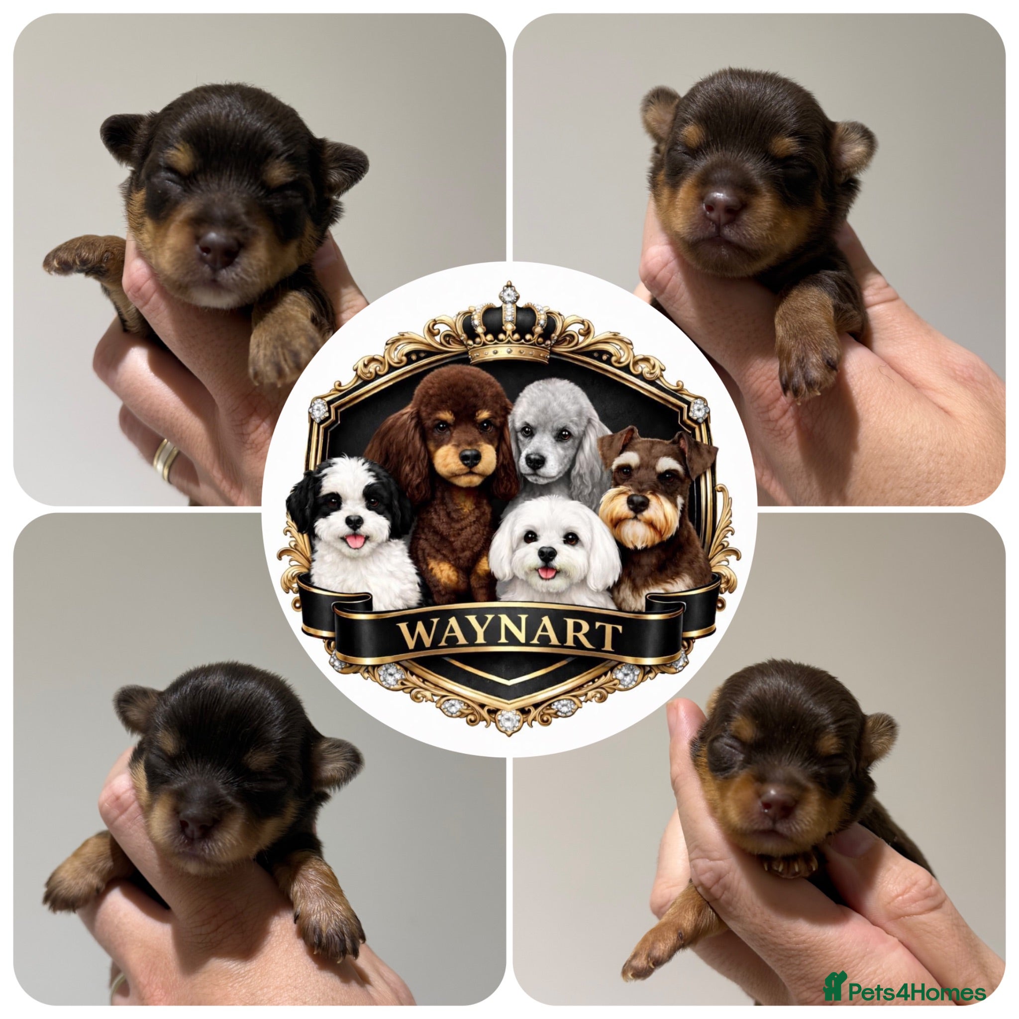 Chipoo dogs 💎 EXQUISITE TINY CHIPOO PUPPIES AVAILABLE 💎  - Advert 2