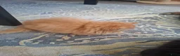 Persian cats for sale: GCCF Registered kittens for sale - Advert 5