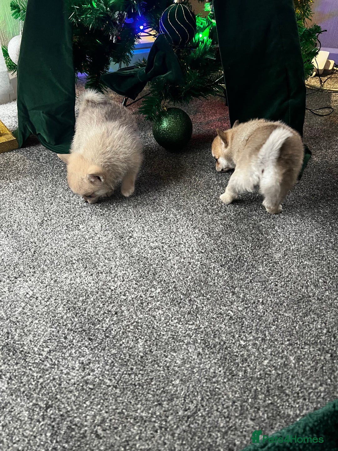 Pomchi dogs for sale: Pomchil  - Advert 8