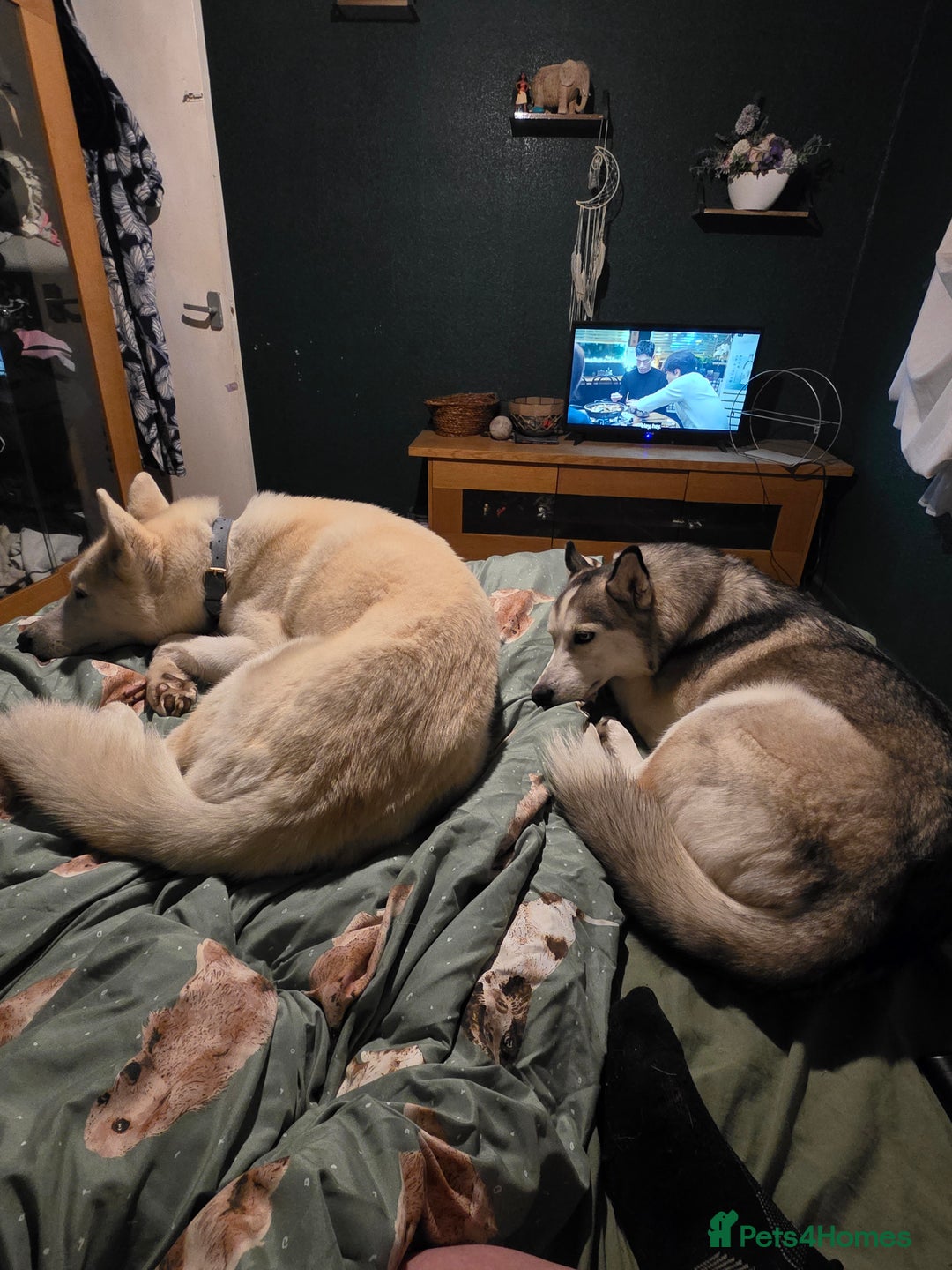 Siberian Husky dogs for sale: Male and female husky  - Image 3