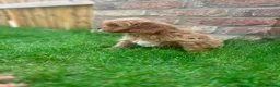 Cavapoo dogs for sale: F1 toy cavapoo  - Advert 1