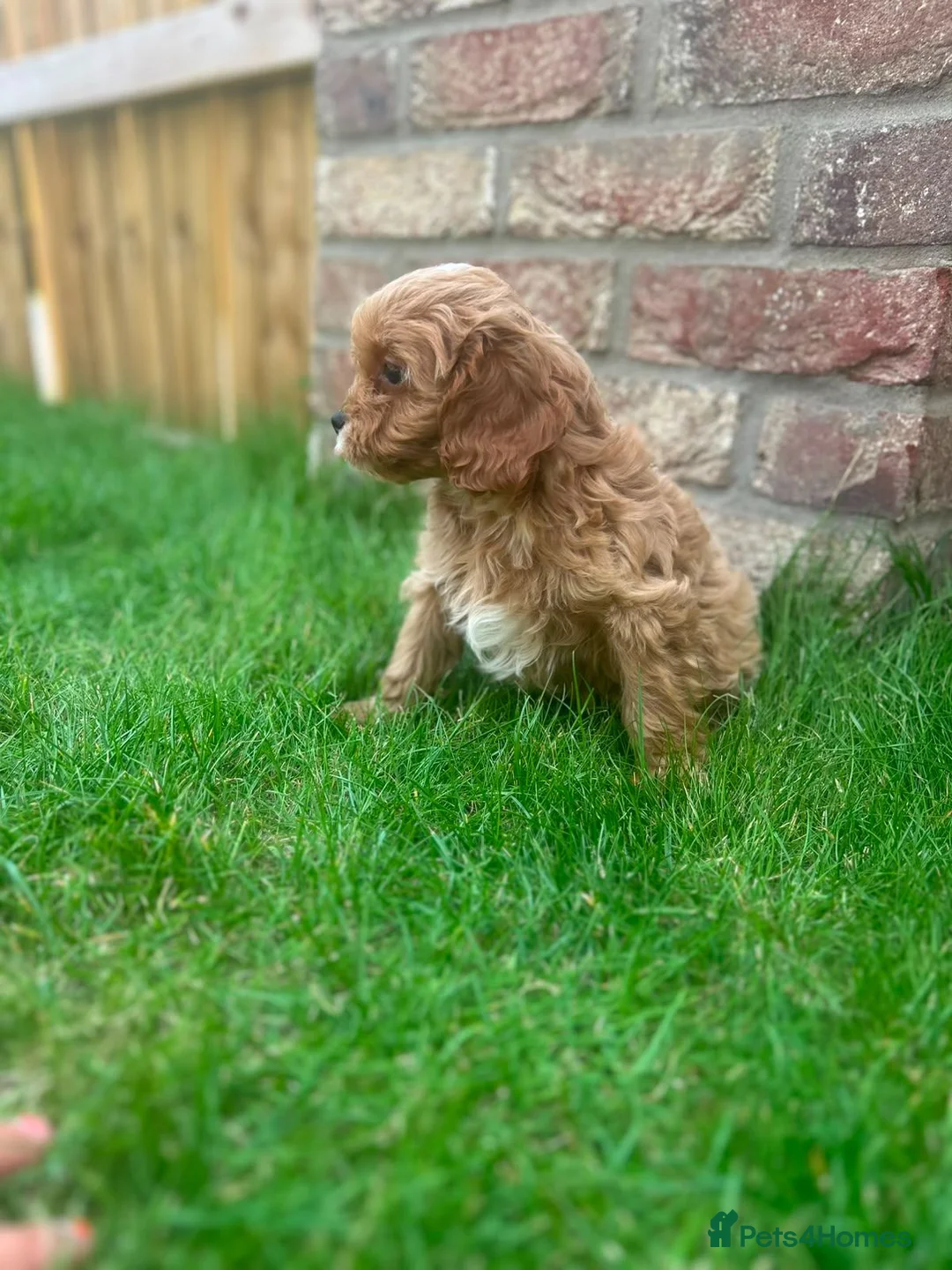 Cavapoo dogs for sale: F1 toy cavapoo  - Advert 1