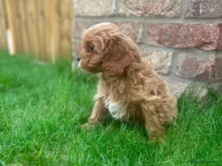 Cavapoo dogs F1 toy cavapoo - Advert 1