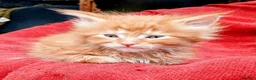 Maine Coon cats for sale: Main Coon Kittens in Leeds - Advert 4