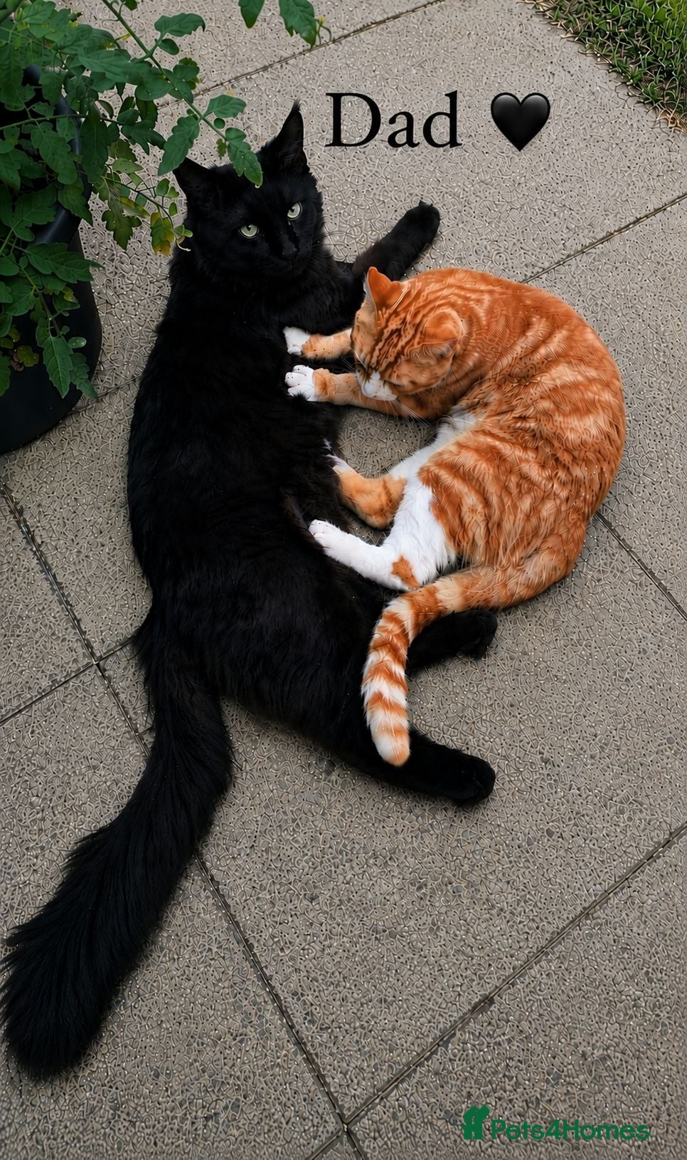 Maine Coon cats ❤️ Little Gentle Giants 🐾 - Advert 2