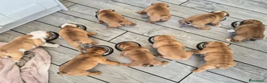 English Bulldog 1