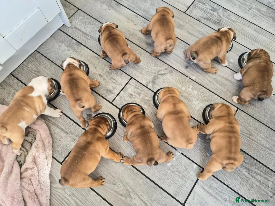 English Bulldog dogs for sale: English bulldog puppies for sale in Ashford - Advert 2