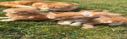 Mixed Breed cats for sale: Cats for sale  in Harlow - Advert 13