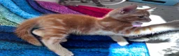 Mixed Breed cats for sale: Adorable bengal&tabby mix kittens  - Advert 6