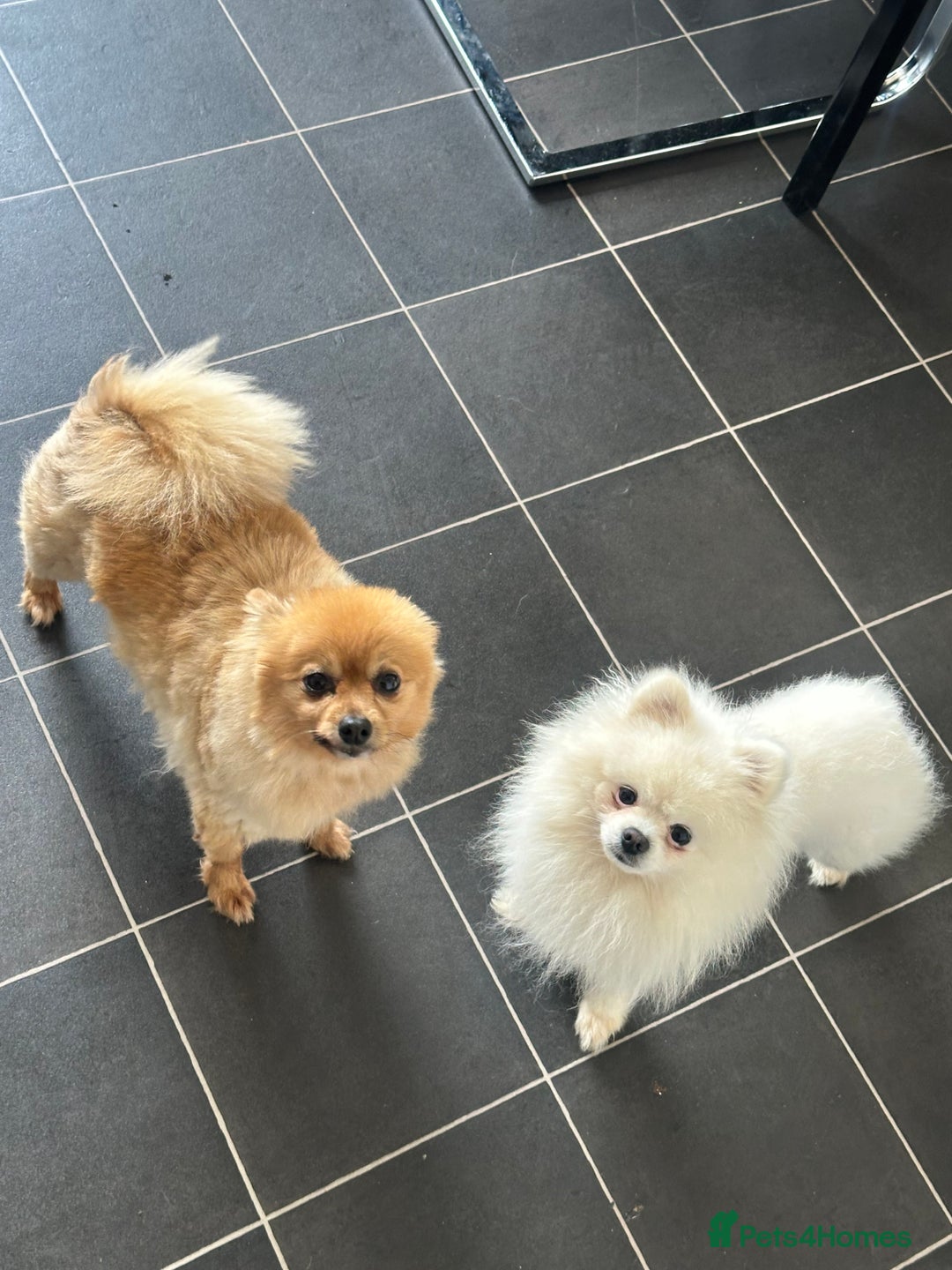 Pomeranian dogs for sale: Pomaranian puppies - Image 3