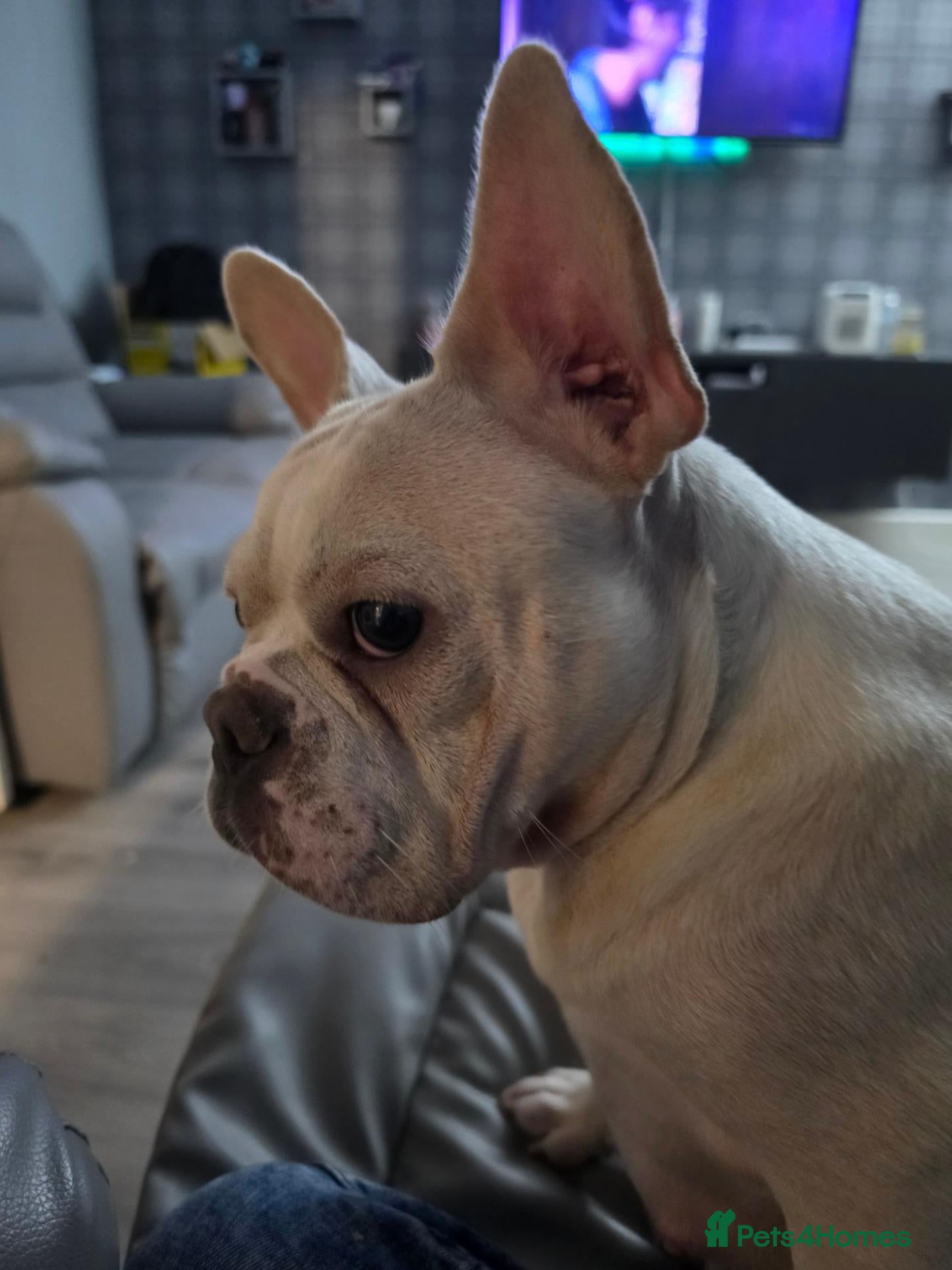 French Bulldog dogs Stunning French bulldog pups - Advert 2