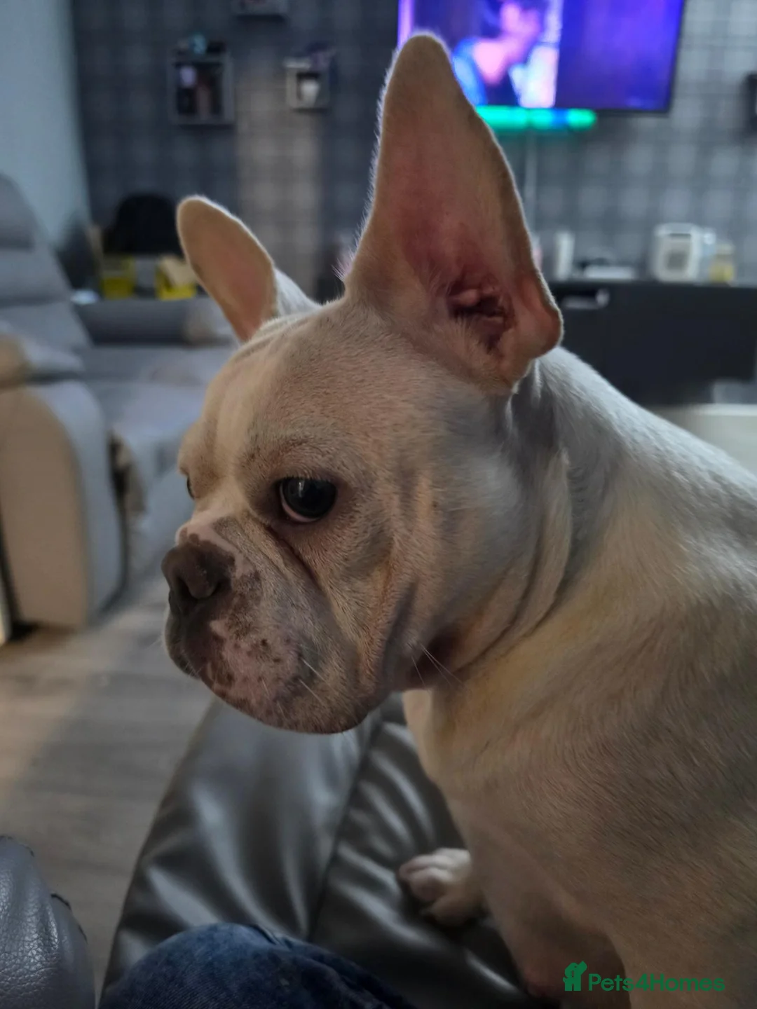 French Bulldog dogs for sale: Stunning French bulldog pups - Advert 1