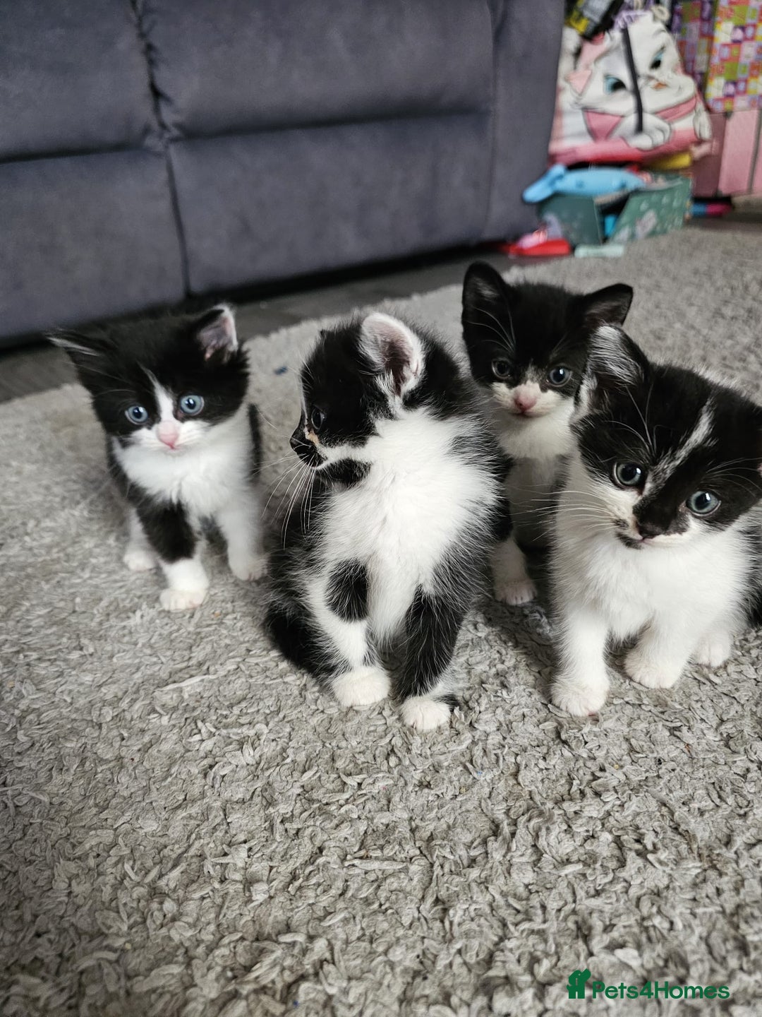 Mixed Breed cats for sale: Mixed breed kittens  - Image 7