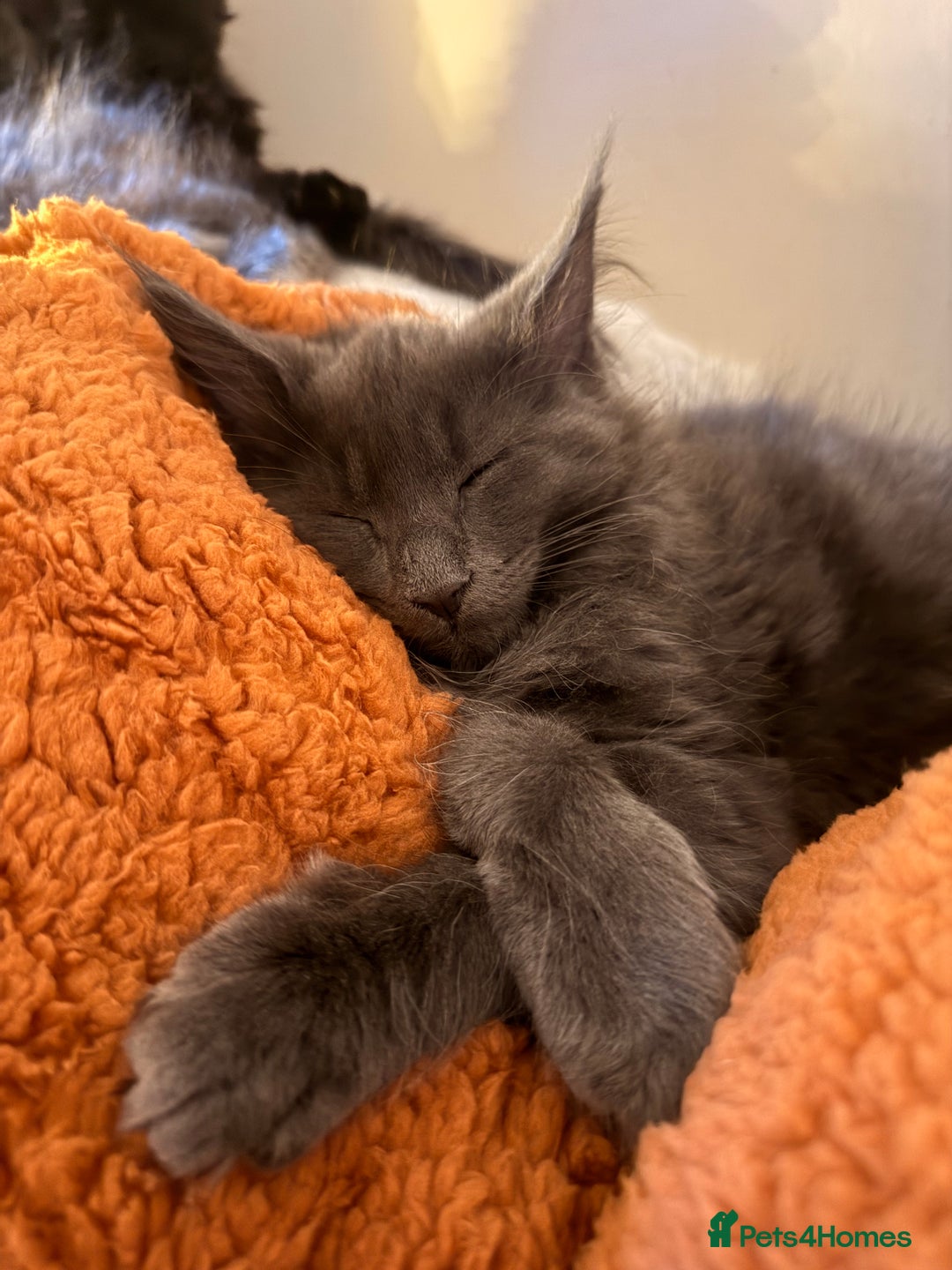 Maine Coon cats for sale: 6 remaining kittens - Advert 5