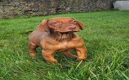 Rhodesian Ridgeback dogs for sale: Rhodesian Doberman  - Advert 8