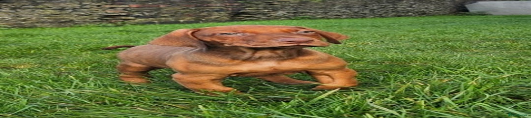 Rhodesian Ridgeback Puppy 1