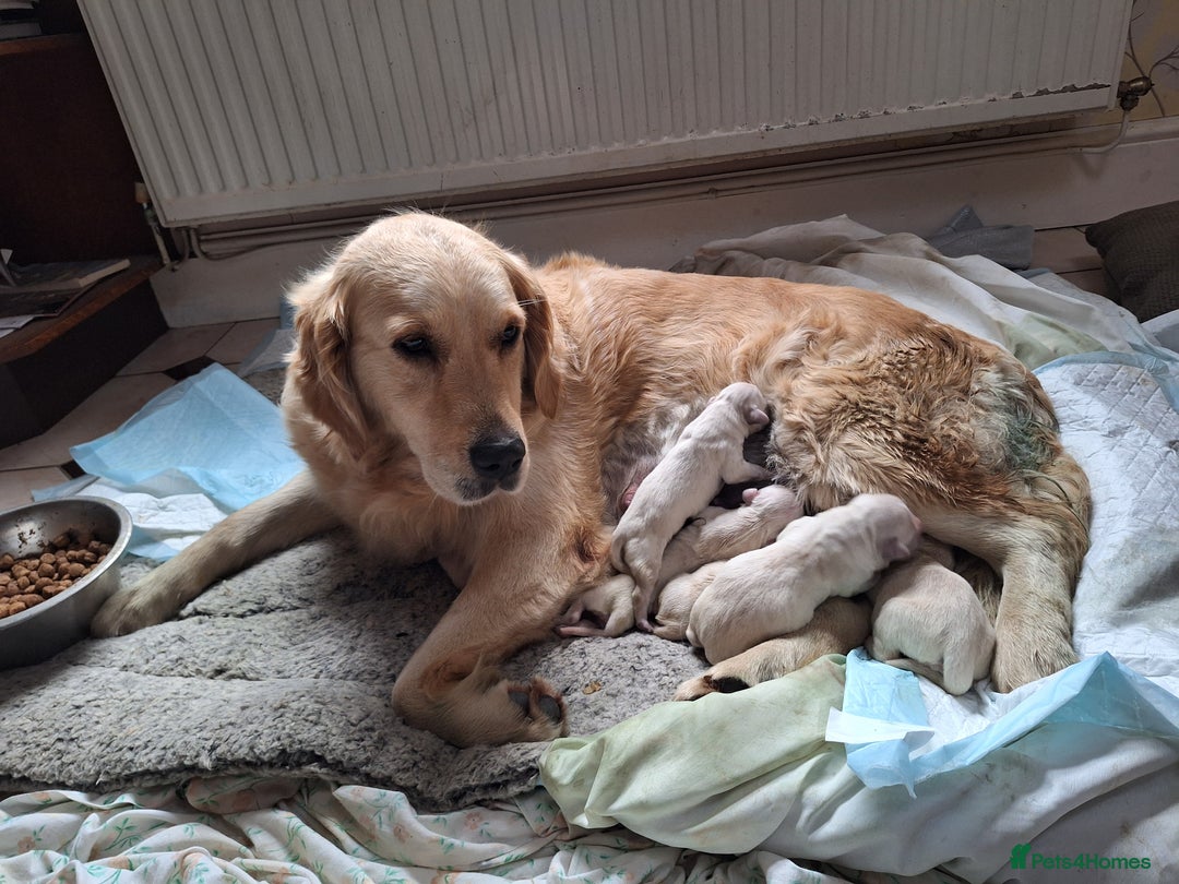 Golden Retriever dogs for sale: ⭐️⭐️Gorgeous White Golden Retriever Pups⭐️⭐️ - Advert 1